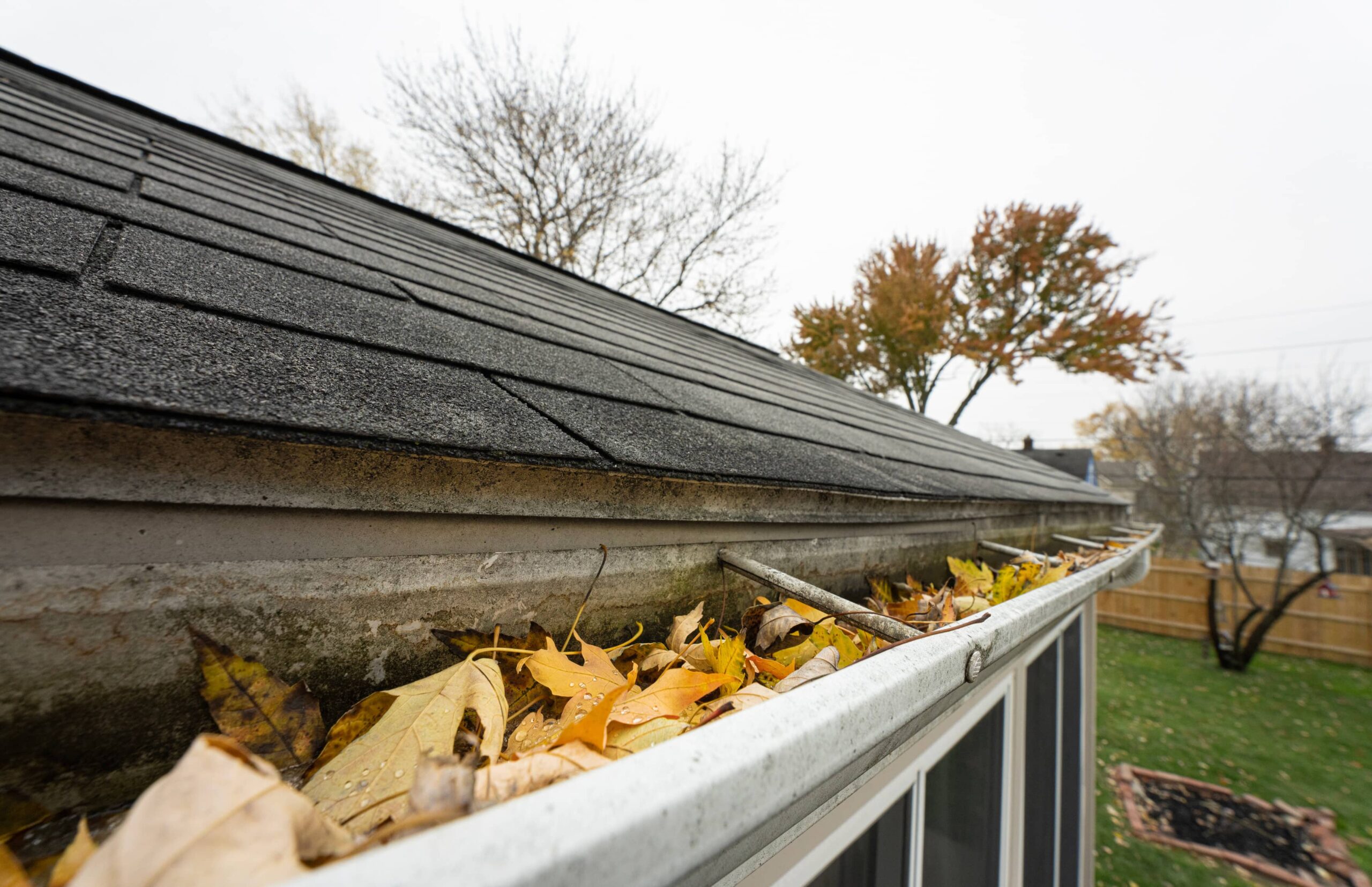 gutter filled with leaves